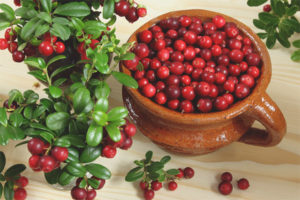 Can pregnant women eat lingonberries