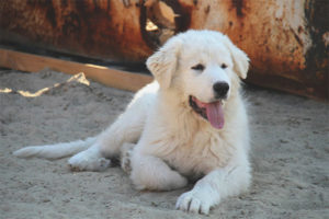 Pyrenees Mountain Dog