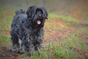 Tibetan Terrier