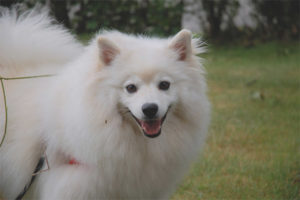 American Eskimo Spitz