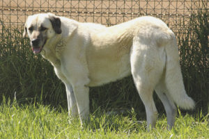 Anatolian Shepherd Dog