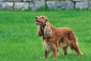 English cocker spaniel