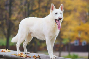 White Swiss Shepherd Dog