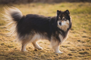 Finnish lapphund