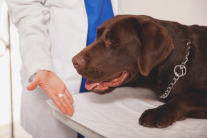 Can I give my dog ​​aspirin?