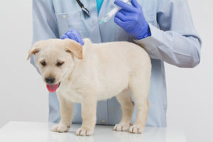 Is it possible to walk a dog after vaccination