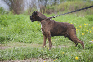 German boxer