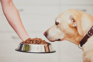 Why the dog does not eat dry food