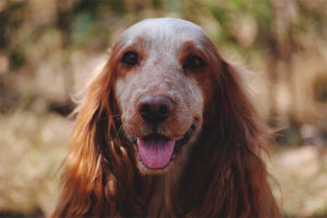 Russian hunting spaniel