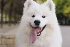 Samoyed Like