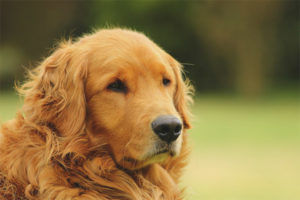 Golden retriever