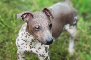 American hairless terrier