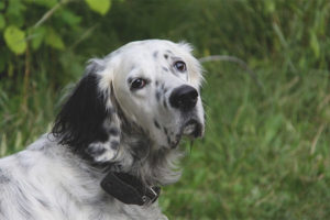 English setter