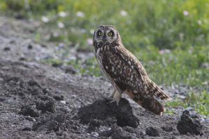 Swamp owl