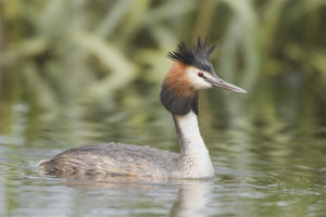 Great Grebe