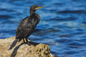 Cormorant