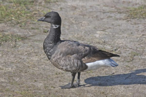 Black goose