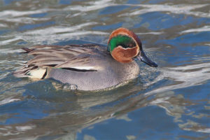 Teal Whistle