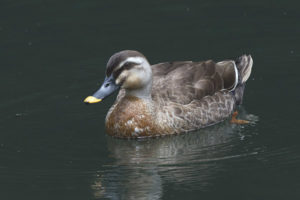 Black mallard