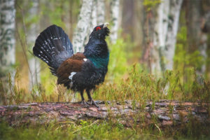 Capercaillie