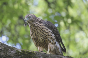 Sparrowhawk