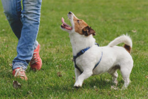 How to teach a dog to walk without a leash