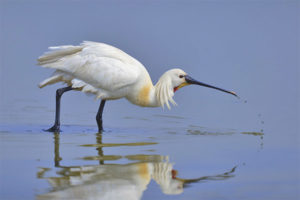 Spoonbill