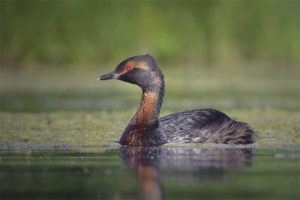 Red-necked Grebe