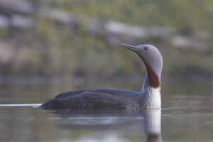 Red-throated Loon