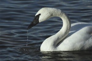 Trumpeter swan