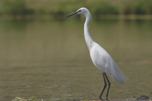 Little White Heron