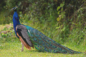 Ordinary peacock