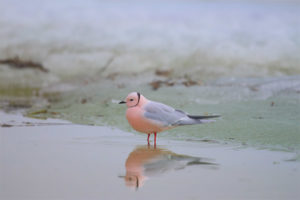 Pink gull