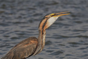 Red heron