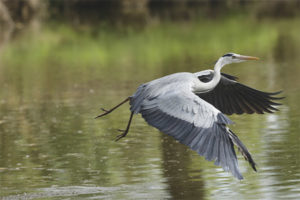 Gray heron