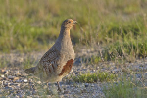 Partridge