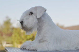 Sealyham Terrier