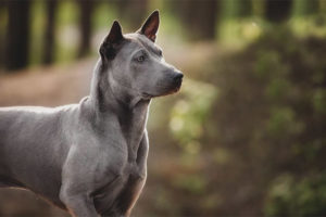 Thai ridgeback