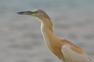 Yellow heron