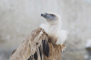 Griffon vulture