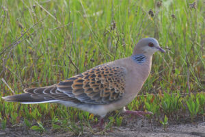 Big turtledove