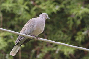 Ringed turtledove