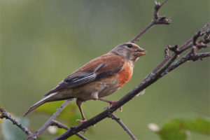 Linnet