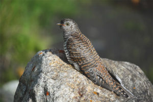 Common cuckoo