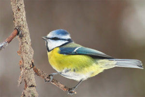 Common blue tit