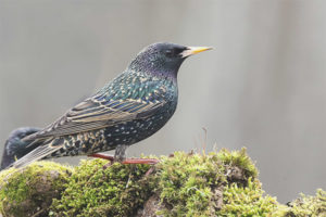 Common starling