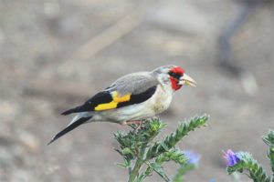 Gray-headed Goldfinch