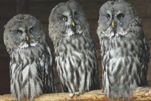 Gray owl