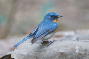 Blue flycatcher