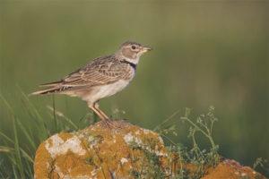 Steppe lark